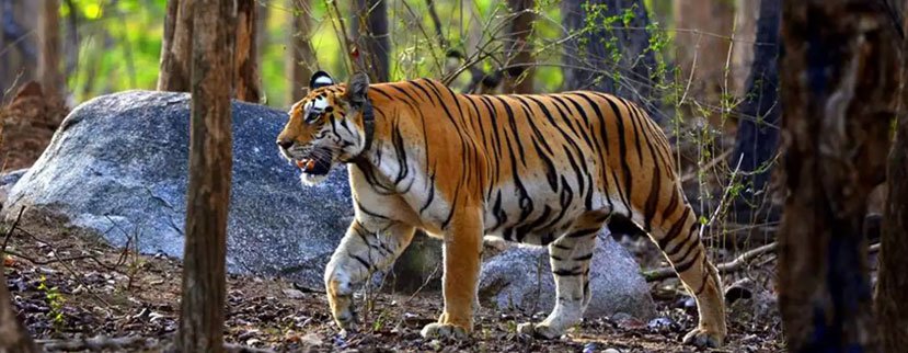 explore tiger safari