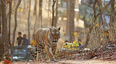 tiger safari