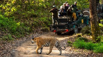 pench tiger safari