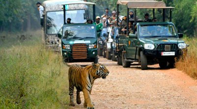 tiger safari