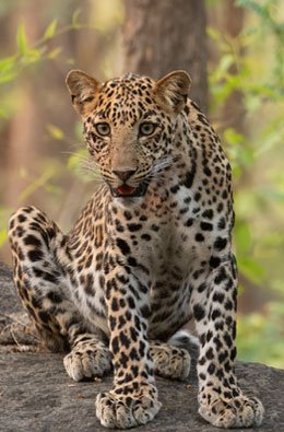 pench leopard