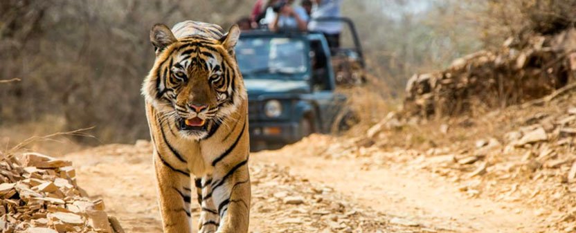 tiger in madhya pradesh