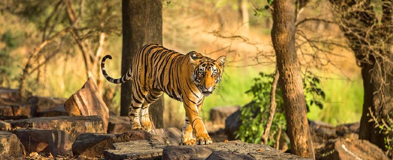 pench tiger advencture