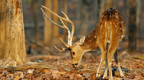 deer in pench