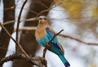 bird in pench