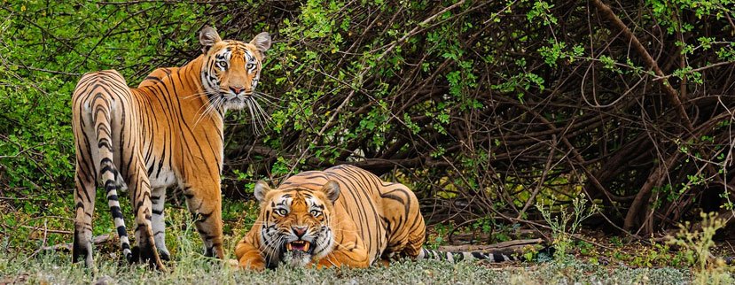 pench tiger tour