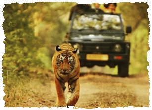 pench tiger