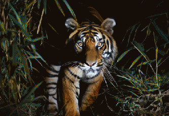 tiger night view