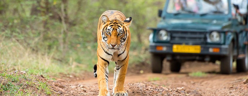 tiger booking pench