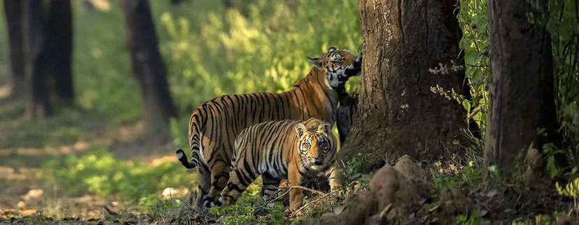 pench tigers