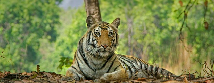 pench jungle tiger