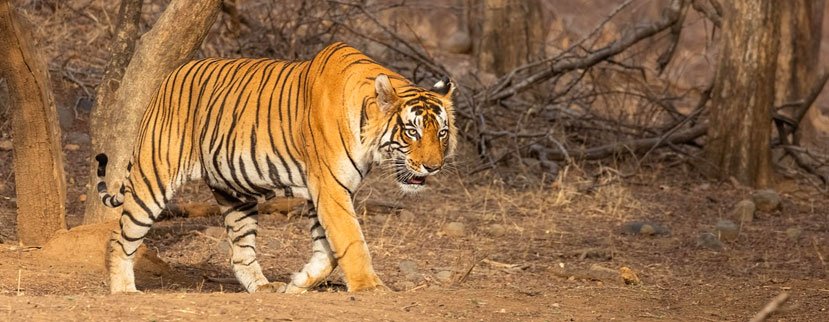wild tiger pench
