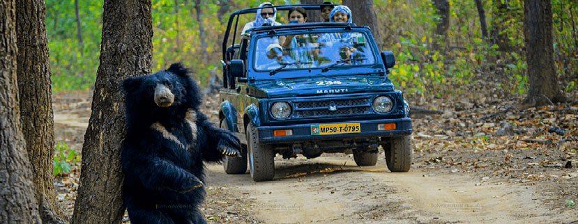 pench bear spot