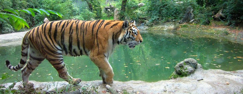 monsoon tiger safari