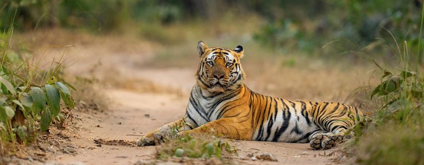 pench tiger safari